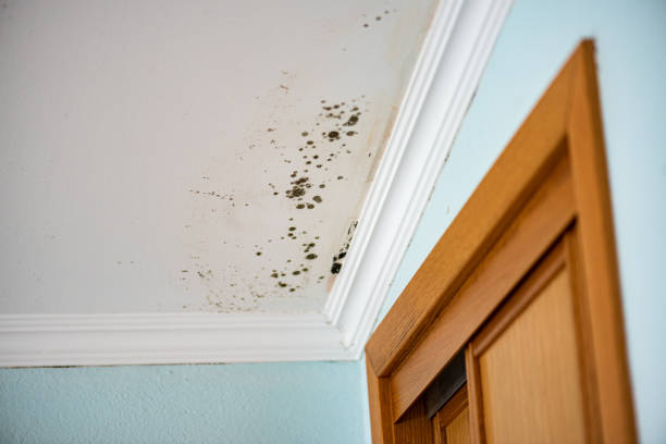Best Kitchen Mold Remediation in Jermyn, PA