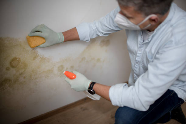 Best Health and Safety Mold Remediation in Jermyn, PA