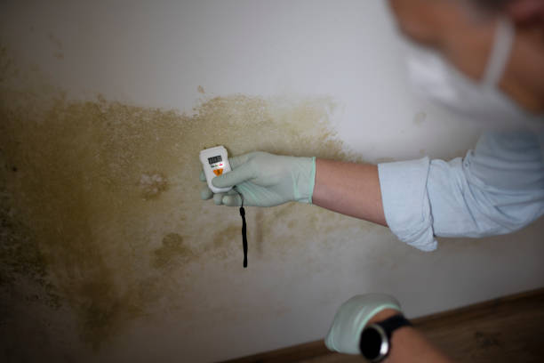 Best Basement Mold Remediation in Jermyn, PA