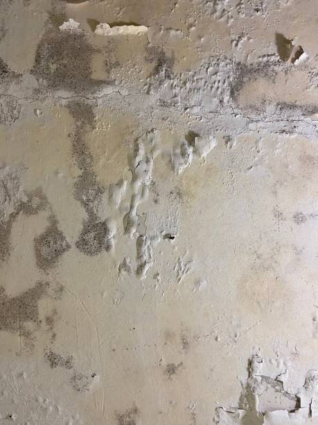 Best Mold Remediation for Schools in Jermyn, PA