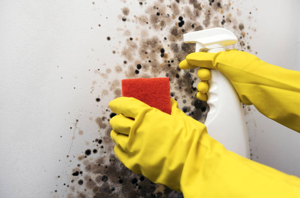 Best White Mold Remediation in Jermyn, PA