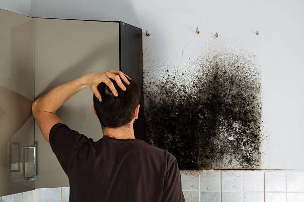 Best Emergency Mold Remediation in Jermyn, PA