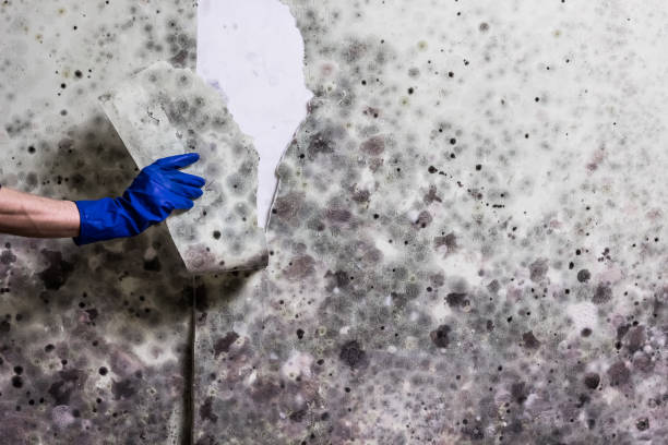 Best Localized Mold Remediation (e.g., coastal areas, humid climates) in Jermyn, PA