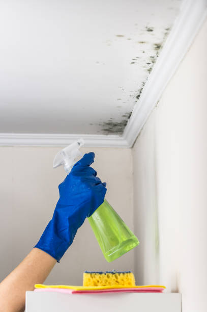 Best DIY Mold Remediation Support Services in Jermyn, PA