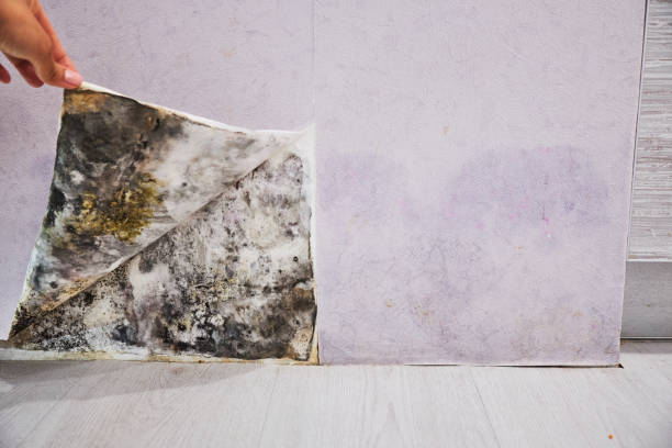 Best Health and Safety Mold Remediation in Jermyn, PA